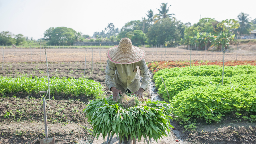 Agropecuária Grama Roxa Ltda